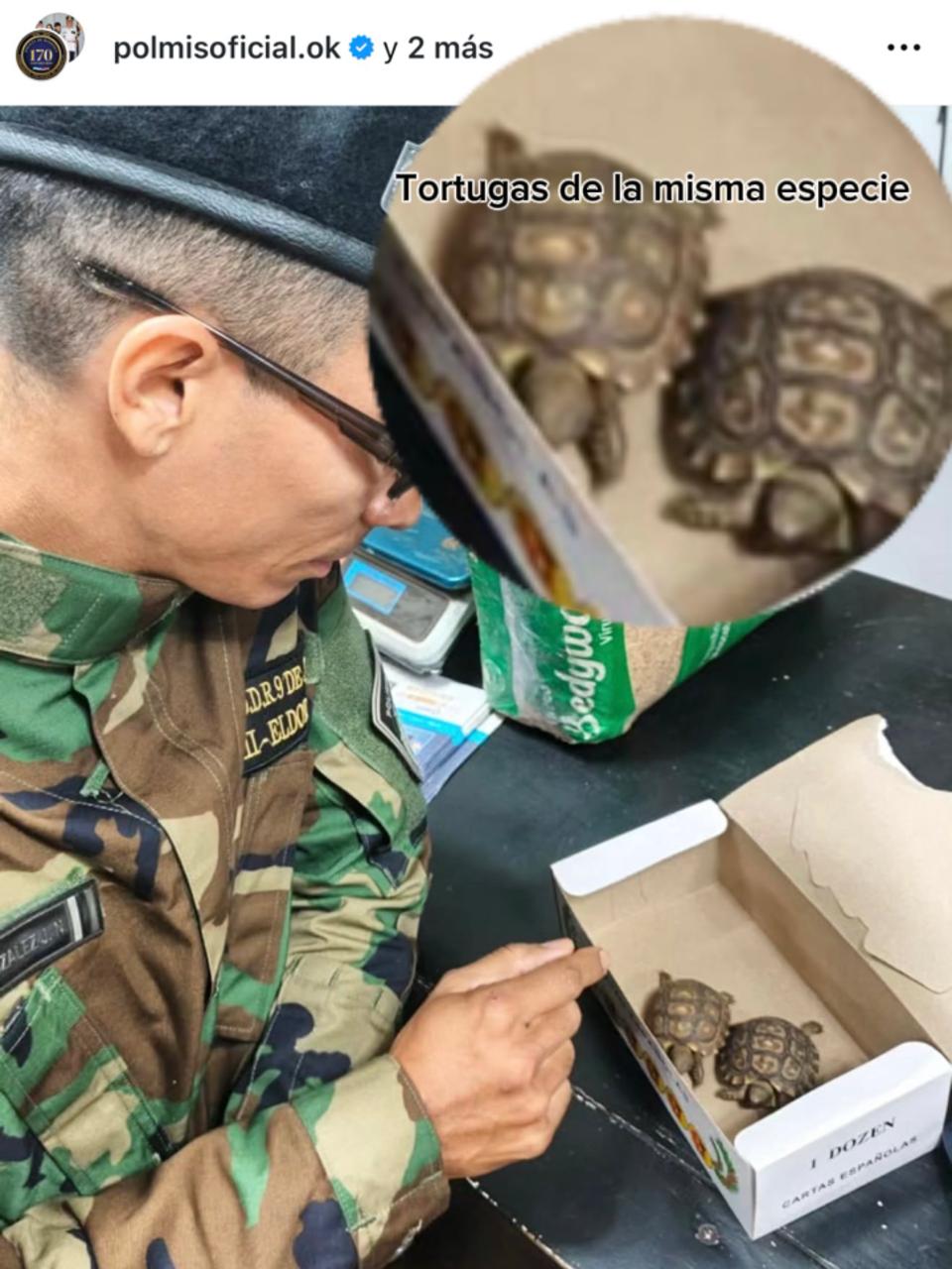 Grave denuncia en Eldorado: desapareció una tortuga protegida durante un operativo policial  3